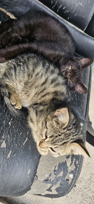 Отдам котят в добрые руки