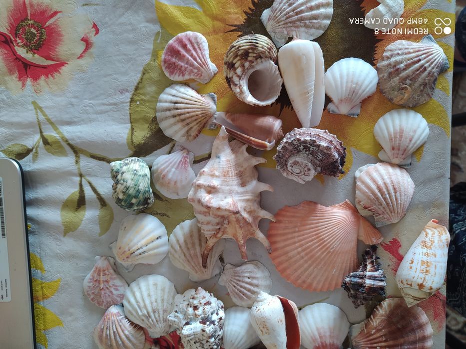 Морские ракушки очень красивые