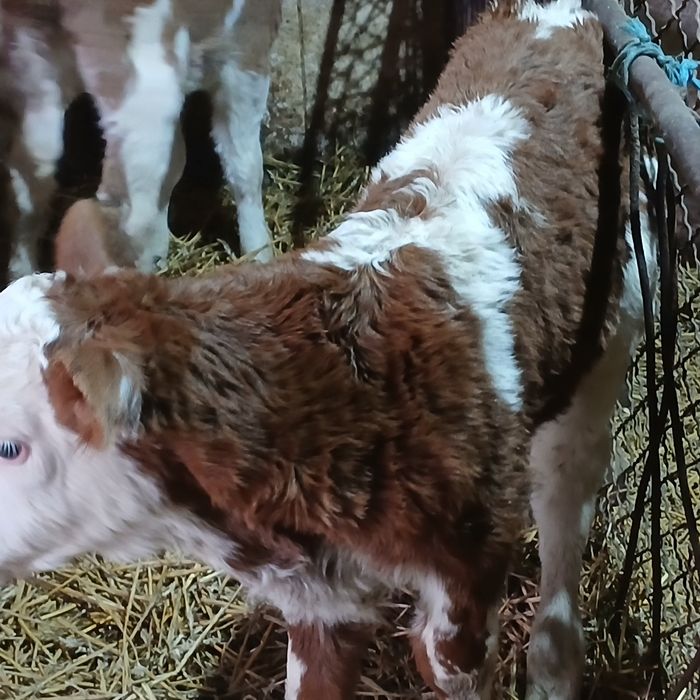 Vitei sugari baltata românească