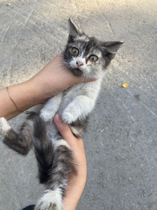 Отдам котенка в добрые руки