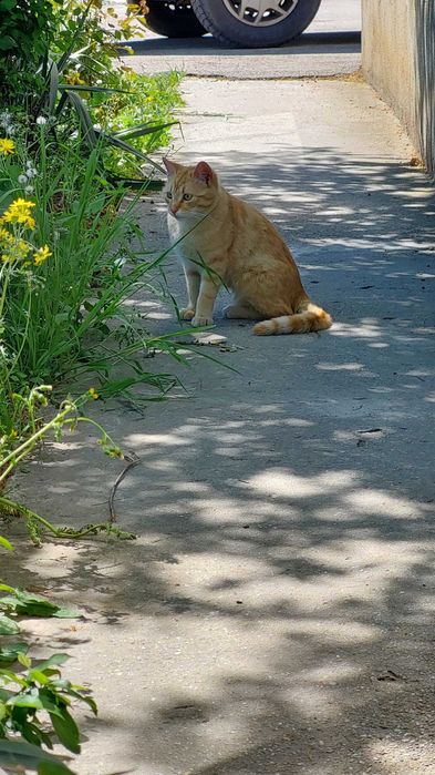 Adoptie pisica blândă și jucăușă la apartament.