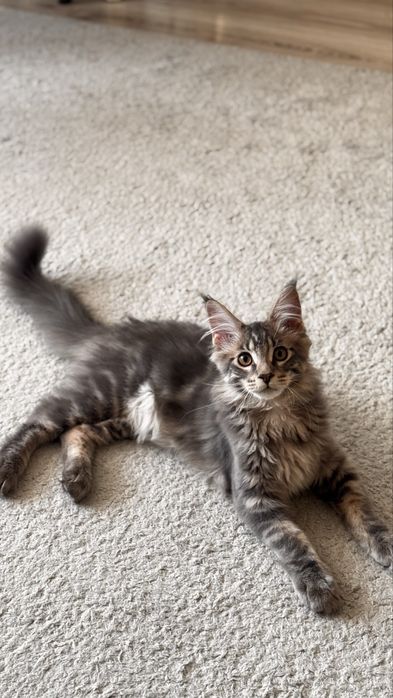 Мэйн-Кун породистый.