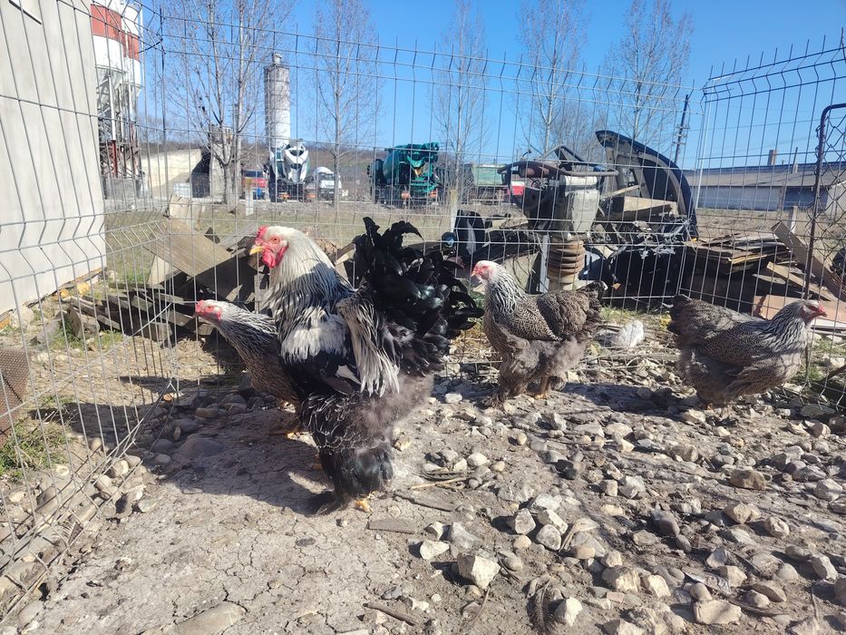 Familie brahma hdi 4+1