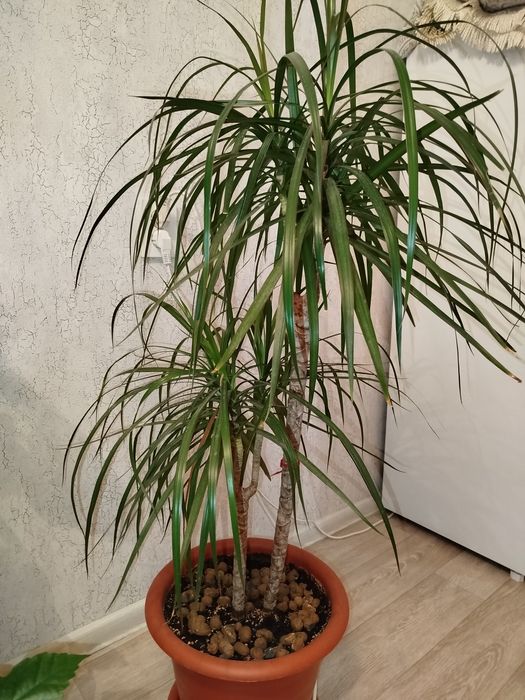 Комнатные цветы продам