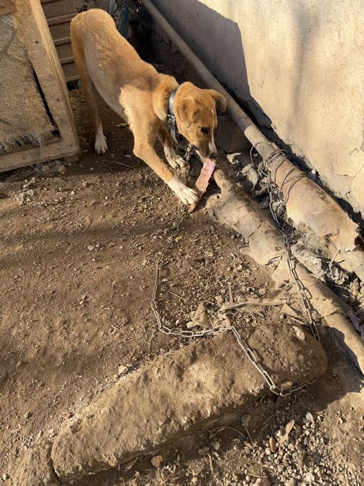 Отдам щенка мальчик.