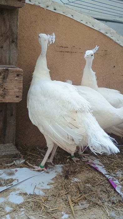 Păuni tineri diferite culori