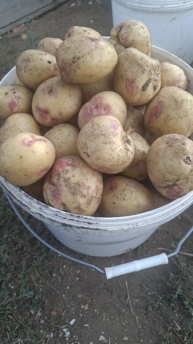 Продам картофель дачный