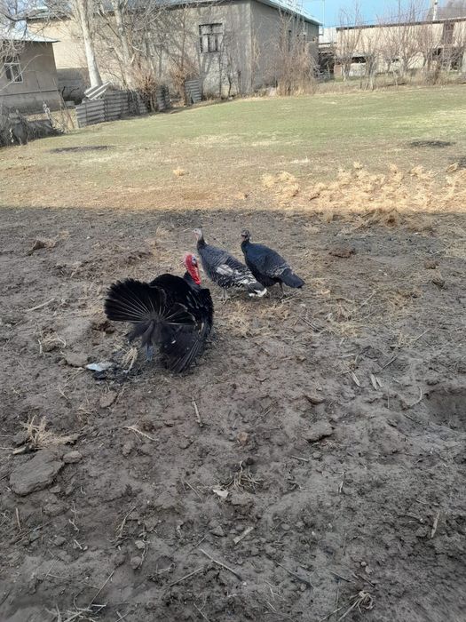 Осы индактар сатылады шымкент қаласыда тур