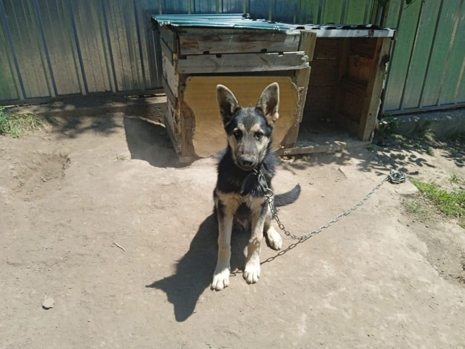 Овчарка  6 месяцев мальчик