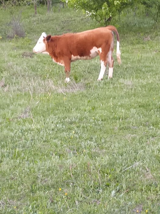 Vând vițică foarte blândă