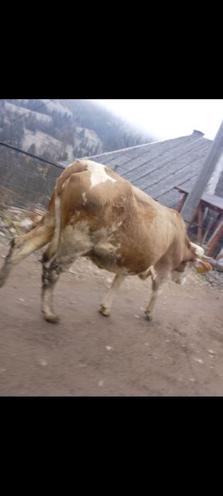 Vacă tânără de vânzare