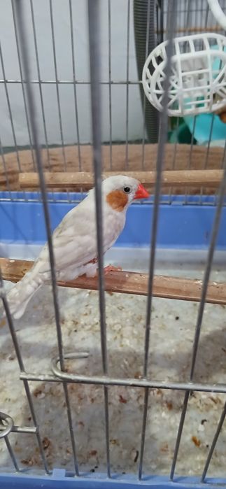 Амадины зебровые пара