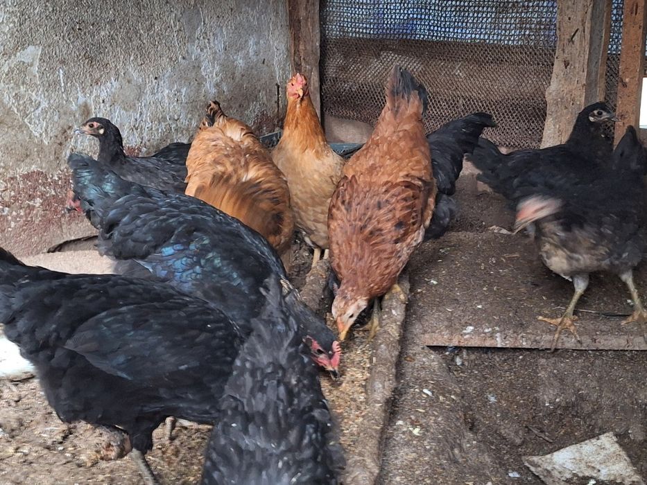 Xoroz tovuq jojala sotiladi