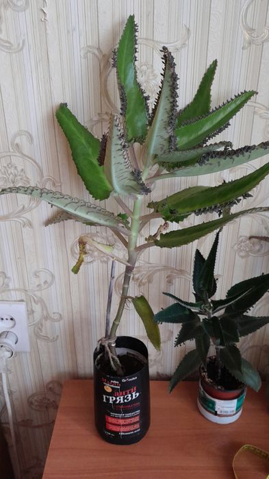 Каланхоэ лечебное продам