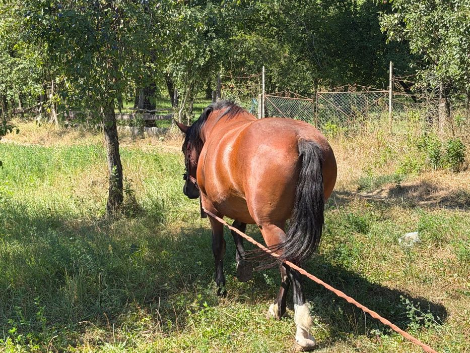 Iapă de vânzare