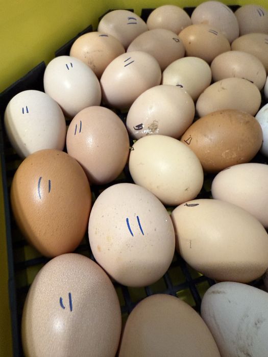 Oua  de gaina  BIO pentru incubat sau consum