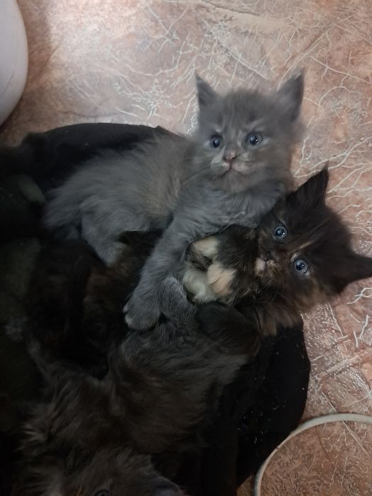 Продам котят.мейн кун. Девочки