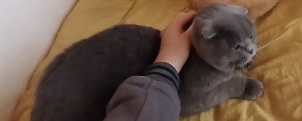 Скотишь фолд  чистый