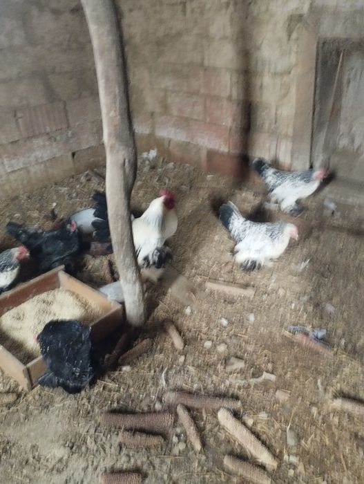 Vând ouă gainușe liliputi mii de flori