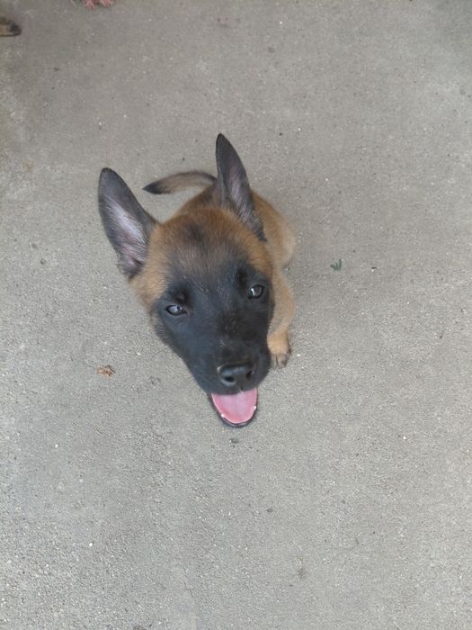 Catei belgian malinois