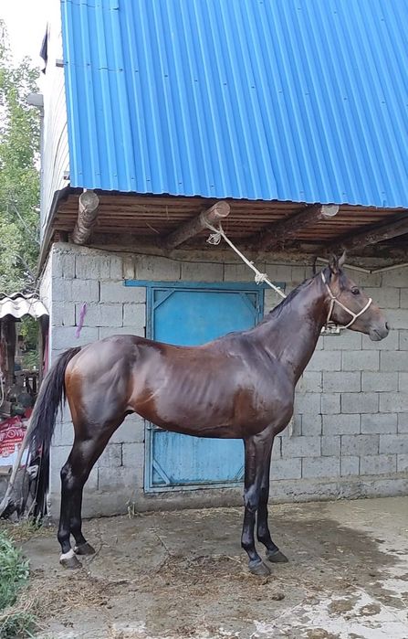 Ең жақсы позицияларда порно секс