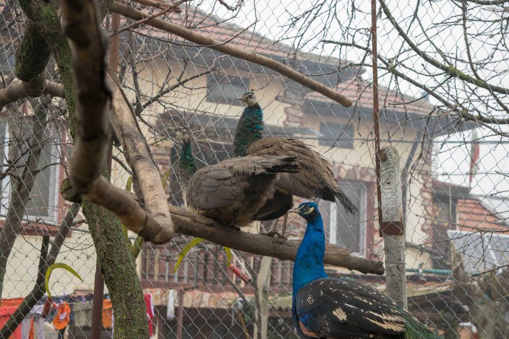 Пауни на 10 месеца