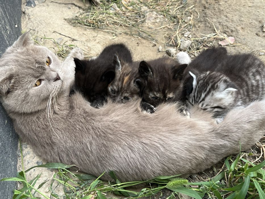Животные котята