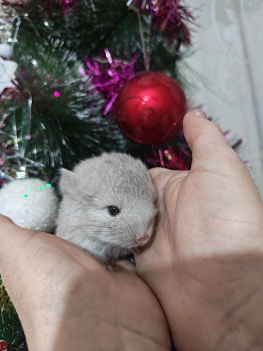 Выставляются в бронь шишиллята - мальчик и девочка.