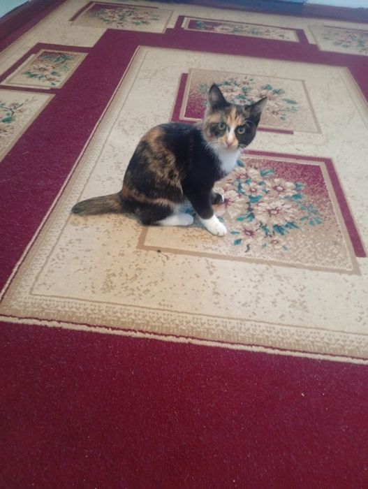 Домашний  Мысык сатылады