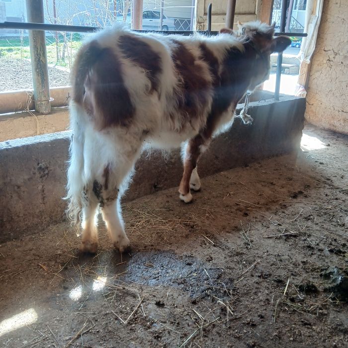 Сементол сатылады