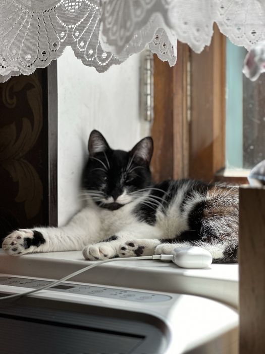 Отдам кошку в добрые руки