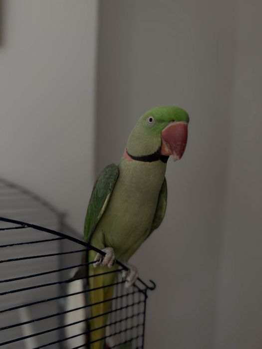 Papagal Marele Alexandru