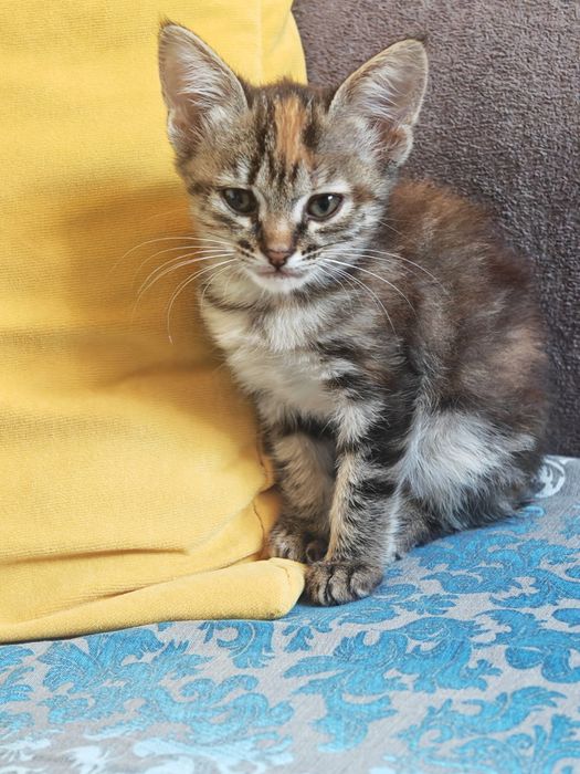 Отдам котята в добрые руки