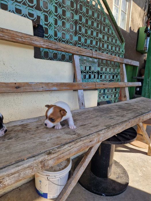 Джак -Ръсел Териер