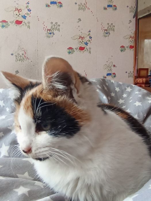 Продается котенок