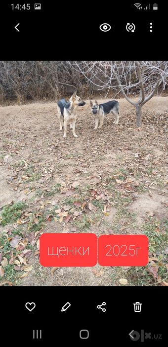 Восточно европейская овчарка