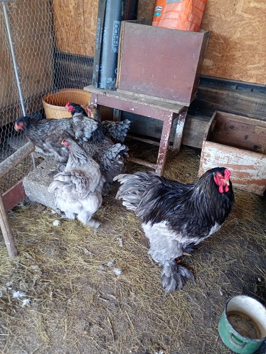 Vând familie de găini brahma albastru