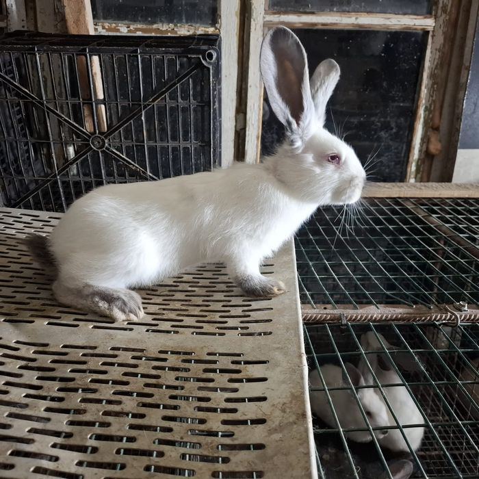 Vând masculi (pui) Uriaş de Transilvania