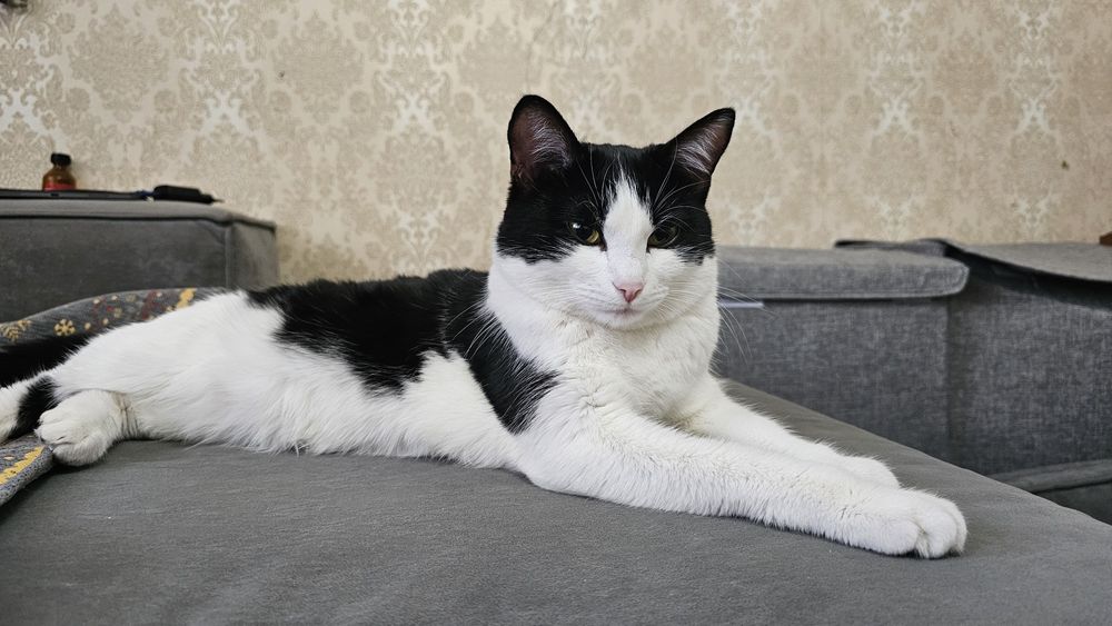 Отдам кошечку в хороший руки