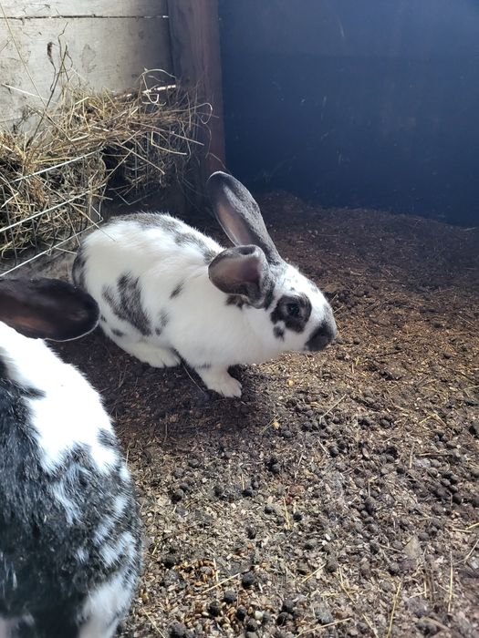 Iepuri fluture german