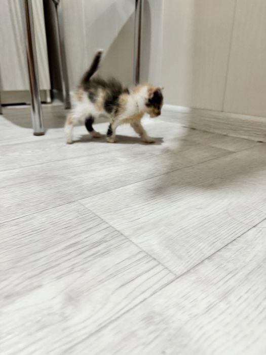 Котенок девочка  ищет дом! Костанай ! Привезем !