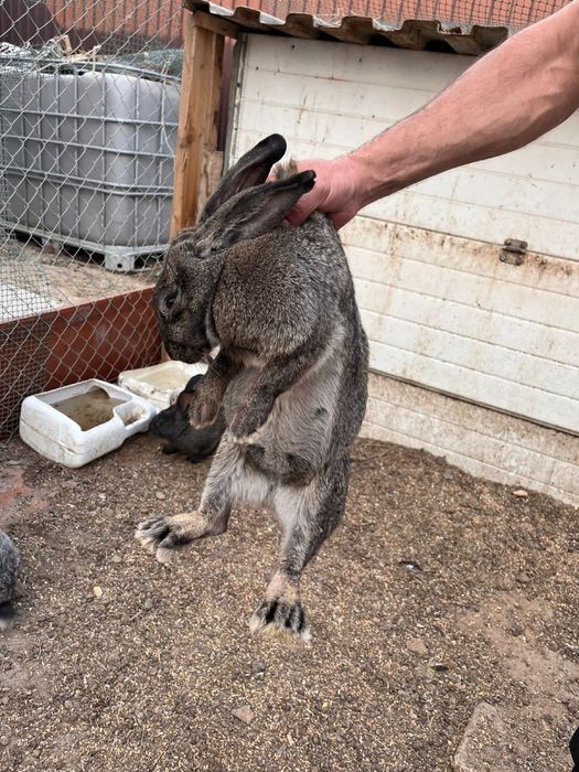 Продаю кроликов великаны