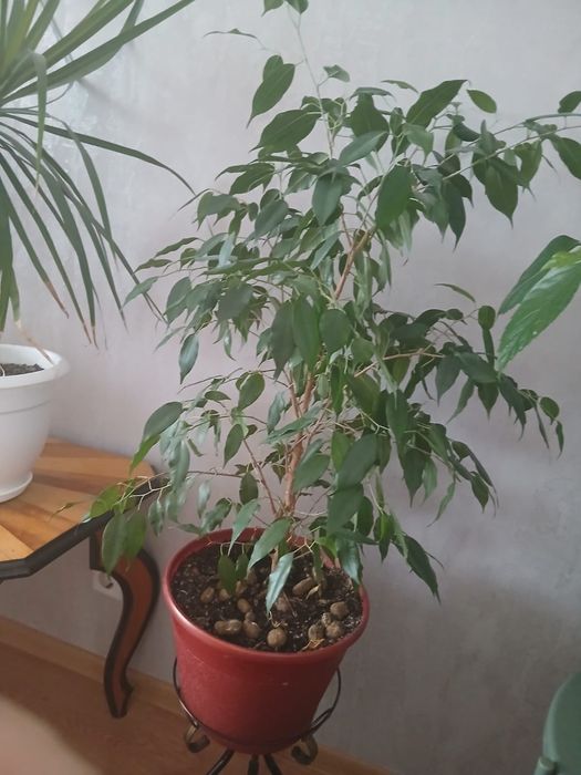 Продам цветы,Фикус.