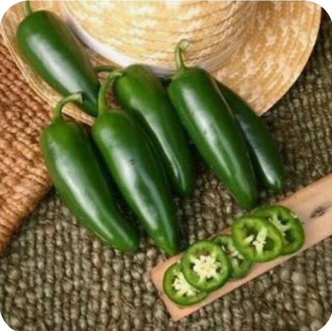 Tehnolig hizmati bibar halapeno kanserva qilish