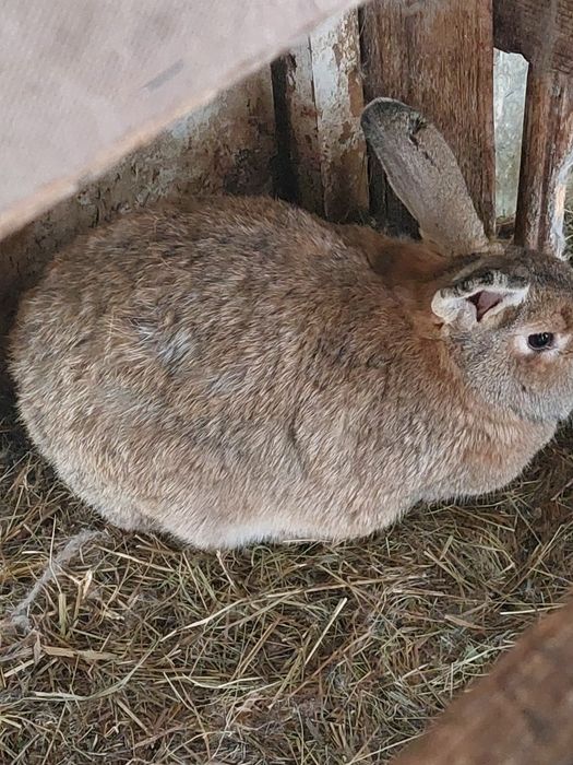 Кролихи покрытые. Находимся в ДСР