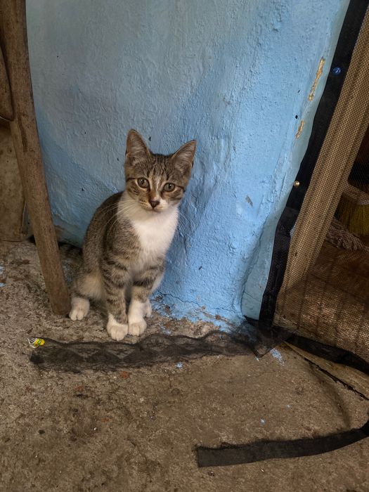 Motanel spre adopție