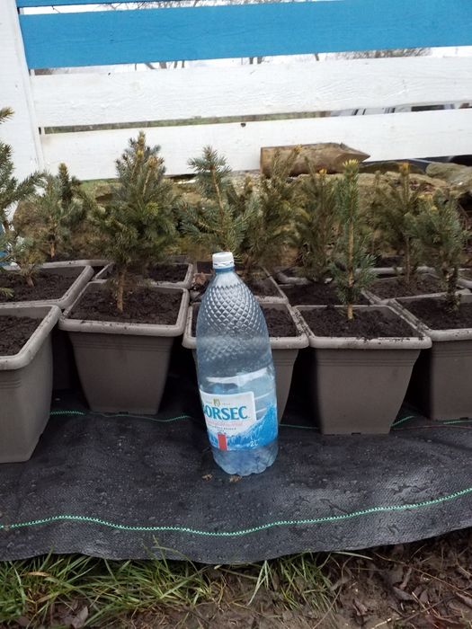 Brad Argintiu la vas de 5 litri