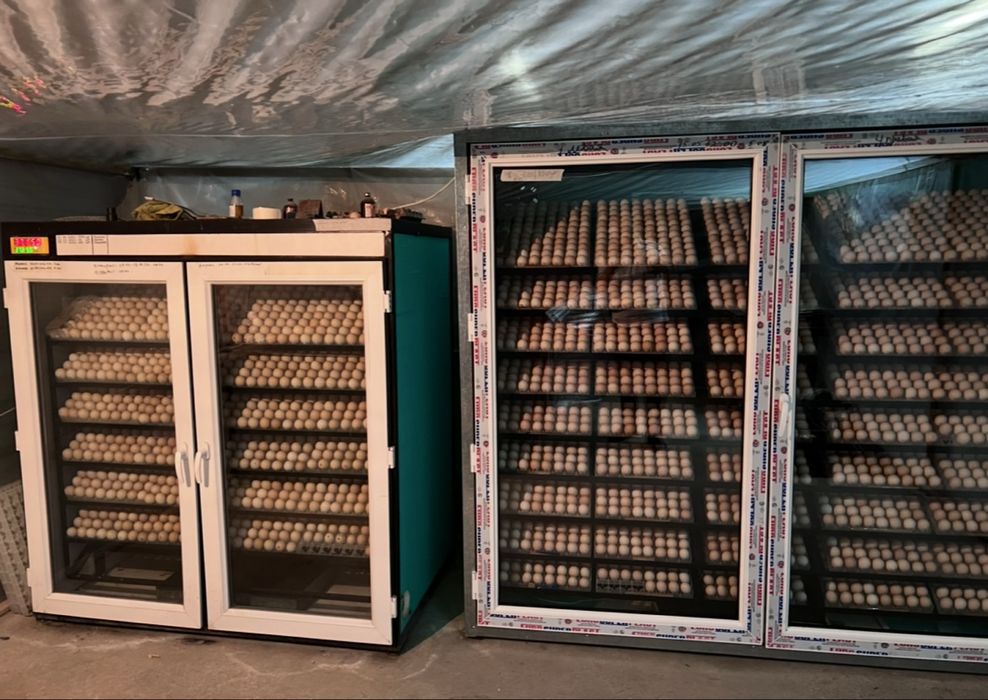 Инкубационный яйцо