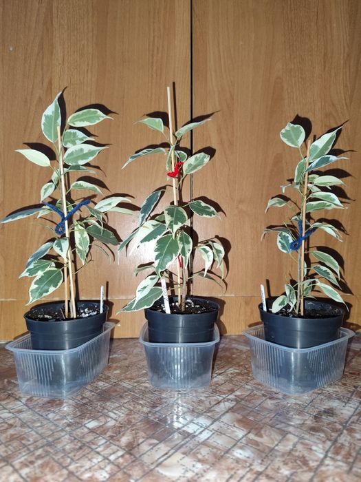 Фикус Бенджамина Твилайт