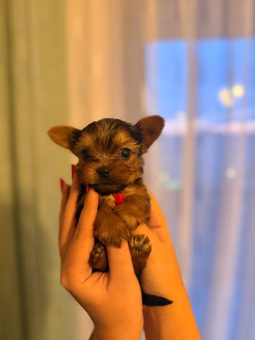 Vand 2 puiuti Yorkshire Terrier Toy [poze reale